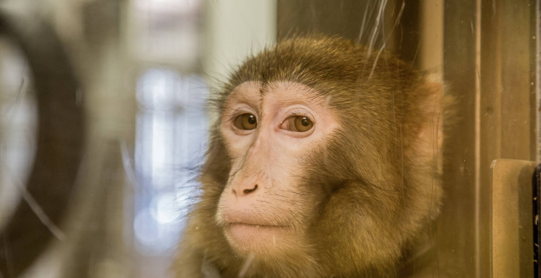 singe Arrêt du transport des primates par Air France : les chercheurs français du Groupement de recherche Biosimia très inquiets