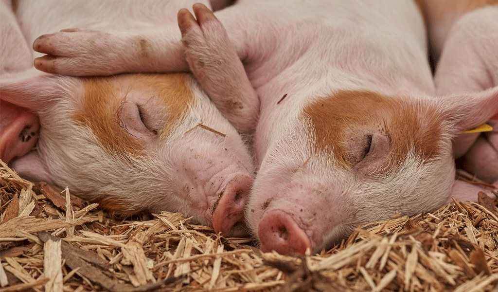 Le porc : un espoir pour l'immunologie - Gircor